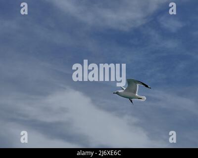 Eine Möwe fliegt über dem Himmel mit Wolken am blauen Himmel Stockfoto