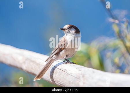 Ein Kanadahäher (perisoreus canadensis) thront auf einem Holzgeländer gegen einen strahlend blauen Himmel auf Mt. Walker im US-Bundesstaat Washington, mit Kopierraum. Stockfoto