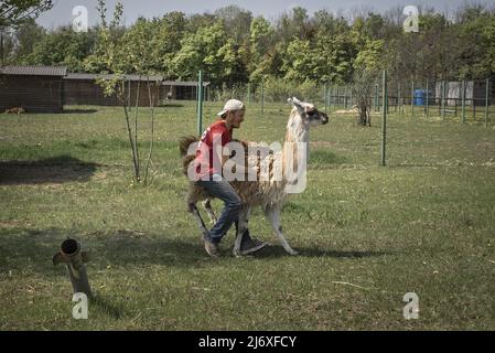 Ein nicht explodierter Sprengsatz ragt aus dem Boden, als Mitarbeiter des Eco-Parks nach einem zu rettenden Lama jagen und zur Sicherheit in die Stadt Poltava bringen, nachdem Russen das Gebiet beschossen und Dutzende von Tieren außerhalb von Charkiw, Ukraine, am Montag, den 2. Mai 2022 getötet haben. Russland feuerte am Mittwoch Brandraketen in die zweitgrößte Stadt der Ukraine - die einen Großbrand in einem zivilen Viertel von Charkiw entzündeten -, nachdem es Raketenangriffe in dem vom Kampf heimgezeichneten Land angefacht hatte. Foto von Ken Cedeno/UPI Stockfoto