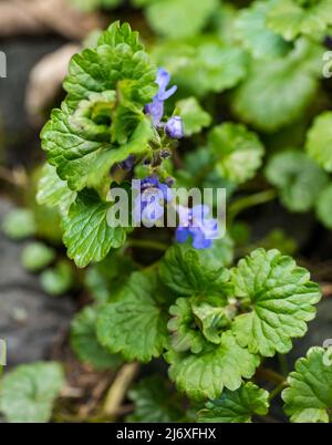 Efeu (Aale, Katzenfuß, schleichender charlie, Feldbalsam, Kiemen über dem Boden, Glechoma hederacea, Tunhoof), zum Kochen geerntet, Schottland, Großbritannien Stockfoto