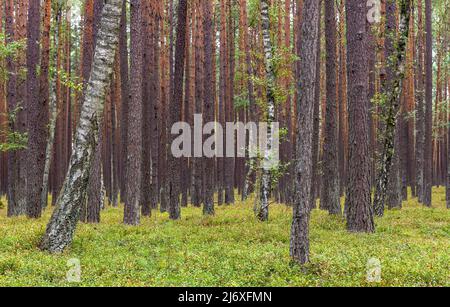 Bory Tucholskie Nadelwald Waldlandschaft mit trockenem Unterholz in der Nähe von Chojnice in Pommern in Polen Stockfoto