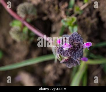 Rote Tote Brennnessel (Lamium pureum, purpurrote tote Brennnessel, purpurner Erzengel), die zum Kochen geerntet werden kann, Schottland, Großbritannien Stockfoto