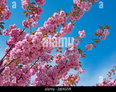 Japanische Nelke Kirsche, Prunus serrulata, Blüte im Frühling Stockfoto