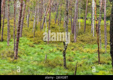 Bory Tucholskie Nadelwald Waldlandschaft mit sumpfigem Unterholz in der Nähe von Chojnice in Pommern in Polen Stockfoto