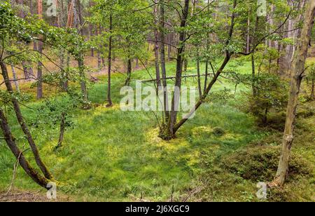 Bory Tucholskie Nadelwald Waldlandschaft mit sumpfigem Unterholz in der Nähe von Chojnice in Pommern in Polen Stockfoto