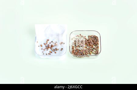 Keimen und Einweichen von Rettichsamen in einer Serviette Stockfoto