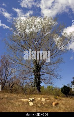 Hundertjähriger Baum im Eichenwald der Stadt Benasalen der Provinz Castellón Spanien. Stockfoto