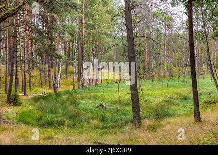 Bory Tucholskie Nadelwald Waldlandschaft mit sumpfigem Unterholz in der Nähe von Chojnice in Pommern in Polen Stockfoto