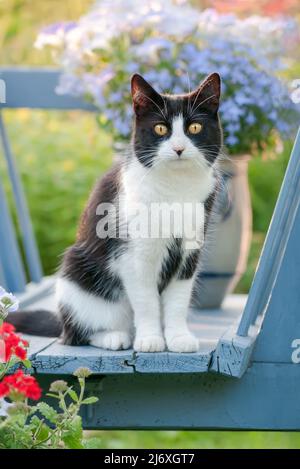 Entzückende europäische Kurzhaar-Katze, Smoking-Muster schwarz-weiß bicolor, sitzt inmitten von bunten Blumen in einem alten blauen Holzkarren Stockfoto