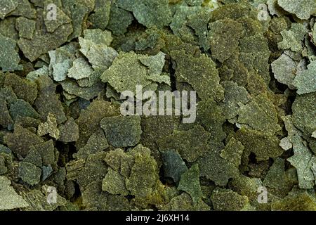 Trockene grüne Flocken verpaart Fischfutter Flocken. Draufsicht Stockfoto