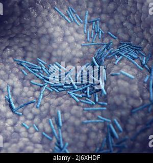 Lactobacillus ist ein großer Teil der menschlichen Darm-Mikrobiota. Probiotika sind nützliche Bakterien, die zum Wachstum einer gesunden Darmflora verwendet werden Stockfoto