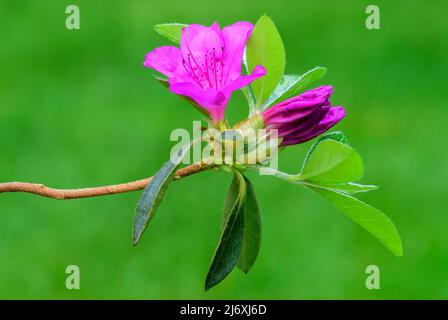 Azalea obtusum amoena, schöne violette Blume mit Knospen und Blättern. Unscharfer natürlicher grüner Hintergrund, Kopierbereich. Trencin, Slowakei. Stockfoto