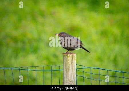 Amsel sitzt auf dem Zaun, grünes Gras im Hintergrund. Stockfoto