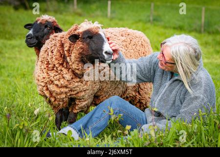 Niedliche Schafe und Bauern, Streicheltiere, im Freien in der Natur. Stockfoto