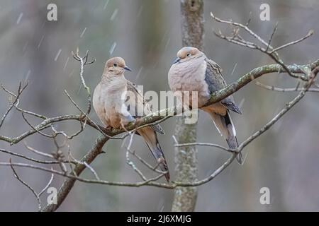 Mourning Dove, Zenaida macroura, paaren sich während eines Schneesturms im April im Zentrum von Michigan, USA Stockfoto