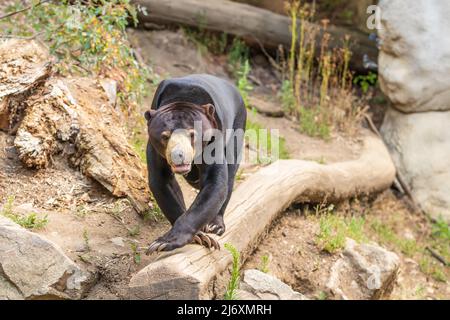 Helarctos malayanus Bär - der malaysische Bär hat einen offenen Mund und Zähne und Zunge sind sichtbar. Stockfoto