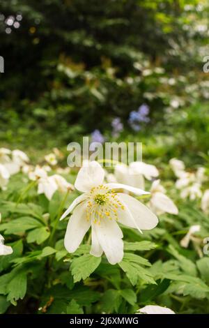 Holzanemone (Anemone nemorosa) blüht im Wald auf Southampton Common, Hampshire, Großbritannien Stockfoto