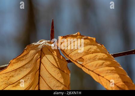 Marceszierende Blätter auf amerikanischer Buche, Fagus grandifolia, Baum im April im Zentrum von Michigan, USA Stockfoto