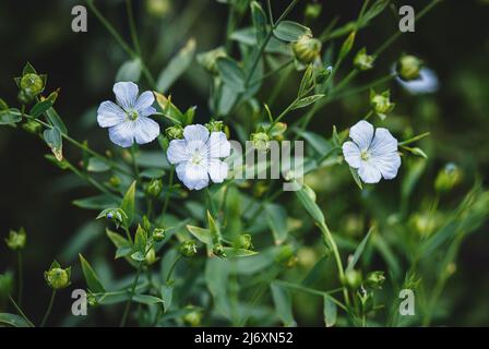 Leinsamen-Flachs-Pflanze mit blauen Blüten wächst im Garten - Linum usitatissimum Stockfoto