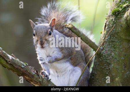 Ein einzelnes Graues Eichhörnchen (Sciurus carolinensis) saß in einem Baum und schaute die Kamera mit Frühlingssonne im Hintergrund an Stockfoto