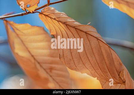 Marceszierende Blätter auf amerikanischer Buche, Fagus grandifolia, Baum im April im Zentrum von Michigan, USA Stockfoto