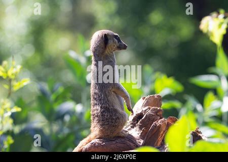 Ein einziger schlanker Seekäfer (Suricata suricatta), der auf einem Baumstumpf mit natürlichem grünem Hintergrund stand und die Wache hielt Stockfoto