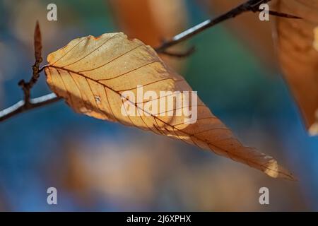 Marceszierende Blätter auf amerikanischer Buche, Fagus grandifolia, Baum im April im Zentrum von Michigan, USA Stockfoto