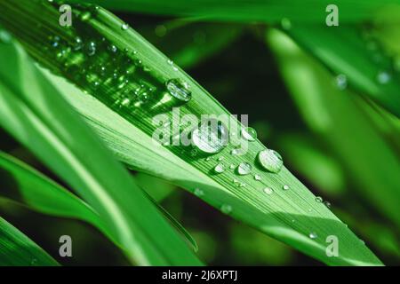 Perlen von Tautropfen auf grünem Gras im Sonnenlicht, Makro Natur Hintergründe Stockfoto