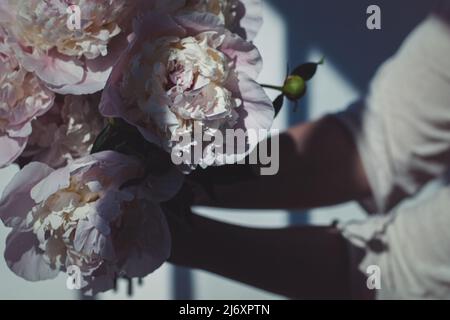 Bouquet von rosa Pfingstrosen Blumen in den Händen, Licht und Schatten Stockfoto