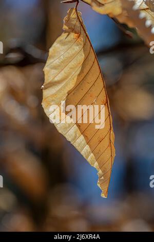 Marceszierende Blätter auf amerikanischer Buche, Fagus grandifolia, Baum im April im Zentrum von Michigan, USA Stockfoto