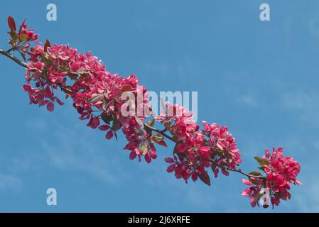 Zweig Malus floribunda oder auch japanischer blühender Krebsen, in Blumen vor einem Hintergrund von blauem Himmel eingewickelt. Stockfoto