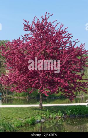 Japanische blühende Krabbelbäume umhüllten Blumen, die am Ufer des Teiches im Königlichen Wildreservat in Prag wachsen. Hochformat, keine Personen. Stockfoto