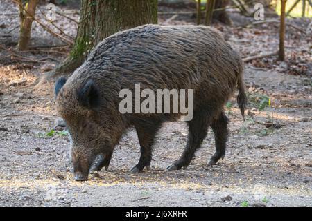 Wildschwein sucht auf dem Waldboden nach Fressen Stockfoto