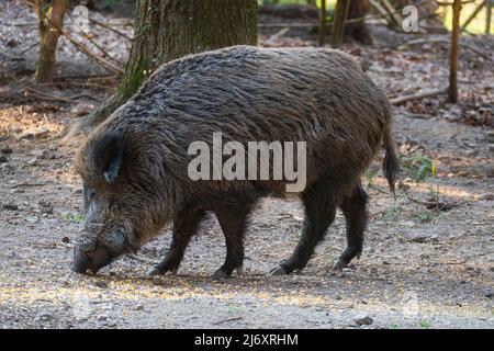 Wildschwein sucht auf dem Waldboden nach Fressen Stockfoto