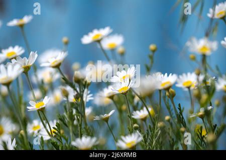 Weiße Gänseblümchen auf blauem Hintergrund. Gänseblümchen Blume auf grüner Wiese. Schöne Wiese im Frühling voller blühender Gänseblümchen mit weißgelber Blüte Stockfoto