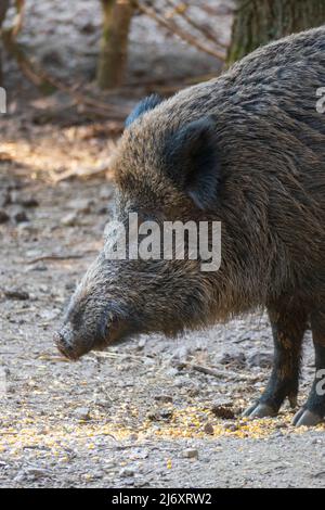 Wildschwein sucht auf dem Waldboden nach Fressen Stockfoto