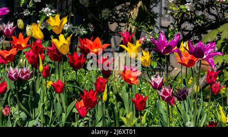 Gemischte Lilienlippen in voller Blüte. Stockfoto