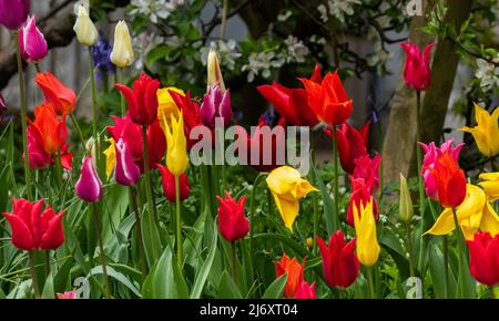 Gemischte Lilienlippen in voller Blüte. Stockfoto