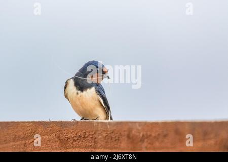 Eine Schwalbe (UK) auf einem Holzzaun, der Nistmaterial im Schnabel hält. Das Bild hat einen negativen Raum um den Vogel herum. Stockfoto