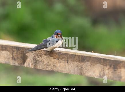 Eine Schwalbe (UK) auf einem Holzzaun, der Nistmaterial im Schnabel hält. Das Bild hat einen negativen Raum um den Vogel herum. Stockfoto