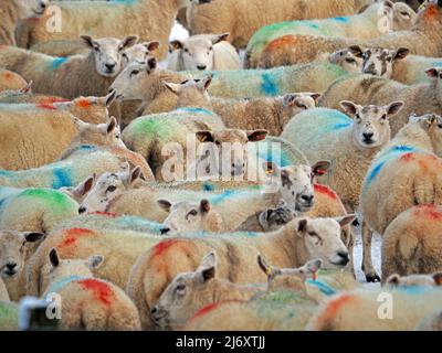 Schafe zählen - leuchtend rote, grüne und blaue Farbmarkierungen auf den Flaumhähnchen von weißen Schafen, die in einer Herde auf dem Hof in Cumbria, England, zusammengeschubst sind Stockfoto