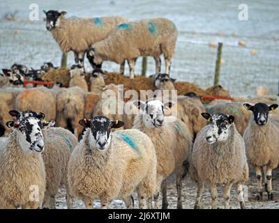 Schafe in Herde umgeben Futterstation im Winter aber zwei bekommen Vorteil, indem sie oben klettern, in Cumbria, England, Großbritannien Stockfoto