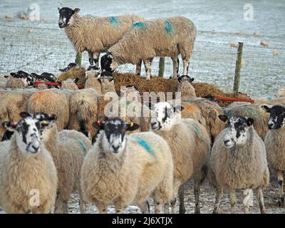 Schafe in Herde umgeben Futterstation im Winter aber zwei bekommen Vorteil, indem sie oben klettern, in Cumbria, England, Großbritannien Stockfoto