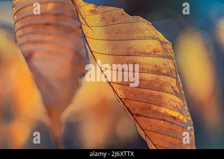 Marceszierende Blätter auf amerikanischer Buche, Fagus grandifolia, Baum im April im Zentrum von Michigan, USA Stockfoto