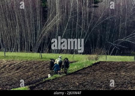 Amish Farmer pflügt mit einem Team von drei Arbeitspferden im Zentrum von Michigan, USA [keine Modellfreigabe; nur redaktionelle Lizenzierung] Stockfoto