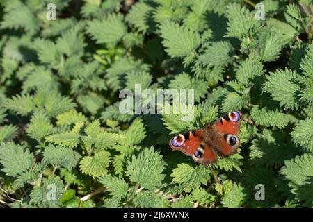 Pfauenfalter (Aglais io) im Sonnenschein, Hertfordshire, Großbritannien Stockfoto