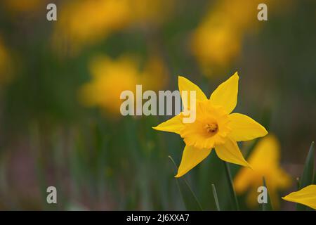 Konzentrieren Sie sich auf eine einzelne gelbe Trompete Narzisse im Garten im Frühjahr Stockfoto