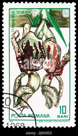 MOSKAU, RUSSLAND - 27. MÄRZ 2022: Die in Rumänien gedruckte Briefmarke zeigt Stanhopea tigrina, Botanical Garden Cluj Serie, um 1965 Stockfoto