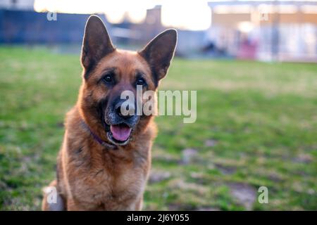 Ein Vollblut Schäferhund mit einem langen braunen Mantel auf einem Spaziergang im Frühjahr. Stockfoto