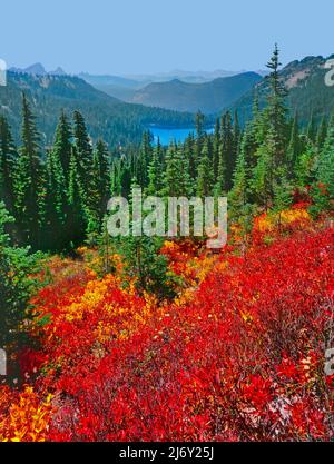 Huckleberry Fields und Dewey Lake, Mt. Rainier National Park, Washington Stockfoto